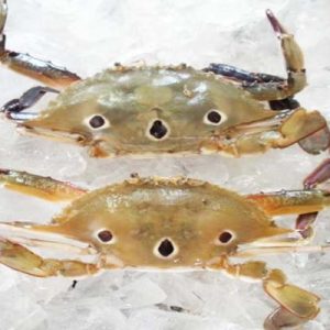 3 Spot Crab Exporter in Pakistan