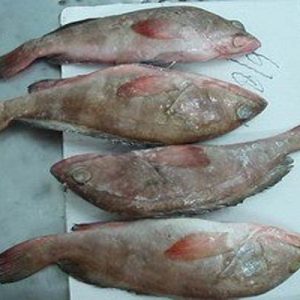 Red Grouper - Reef Cod Fish Exporter Pakistan