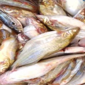 Buy Tengra Fish Online