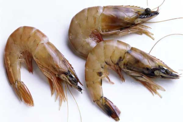 Brown Head Shrimp