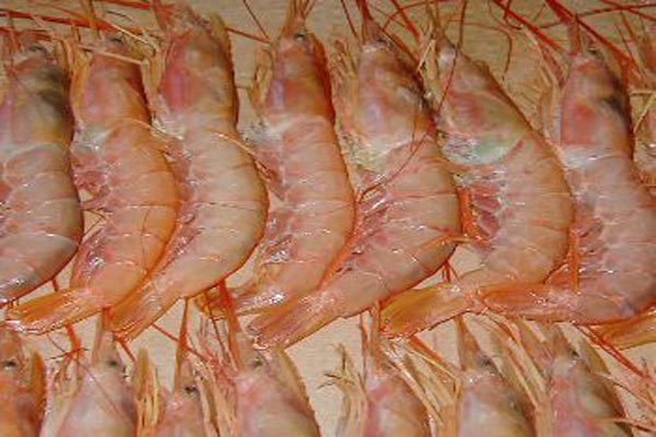Pink Brown Shrimp