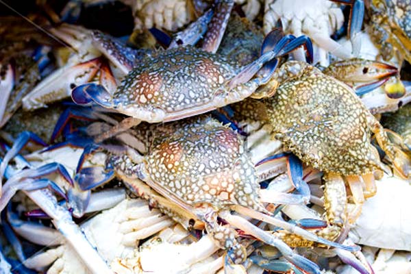 Buy Blue Swimming Crab in Pakistan
