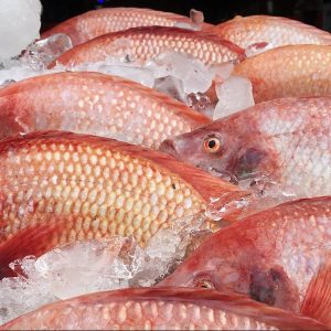 Red See Bream Suppliers