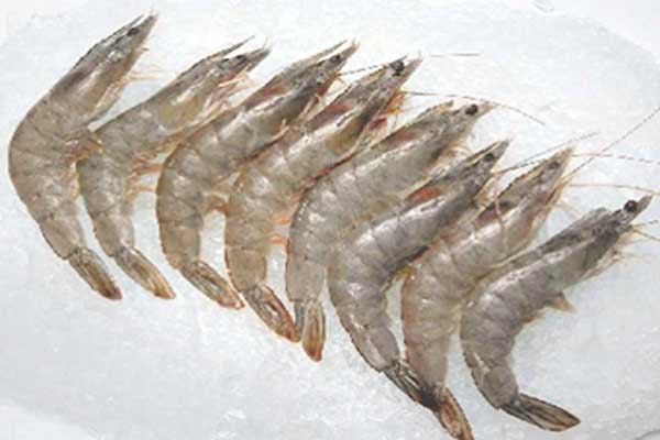 Buy White Head Shrimp in Pakistan